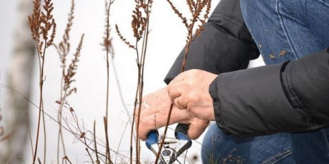 Kako hraniti astilbu za obilno cvjetanje